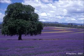 lavender sweet